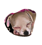 Animal Art（個別スタンプ：5）