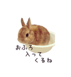 うさぎのはにーちゃん（個別スタンプ：3）