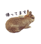 うさぎのはにーちゃん（個別スタンプ：4）