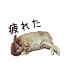 うさぎのはにーちゃん（個別スタンプ：6）