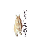 うさぎのはにーちゃん（個別スタンプ：11）