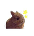うさぎのはにーちゃん（個別スタンプ：12）