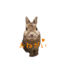うさぎのはにーちゃん（個別スタンプ：14）
