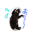 ろろにこにゃん（個別スタンプ：1）