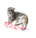 ろろにこにゃん（個別スタンプ：3）