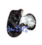 ろろにこにゃん（個別スタンプ：6）