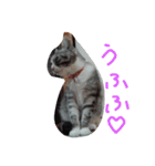 ろろにこにゃん（個別スタンプ：10）