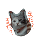 ろろにこにゃん（個別スタンプ：11）