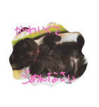 ろろにこにゃん（個別スタンプ：14）