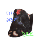 ろろにこにゃん（個別スタンプ：15）