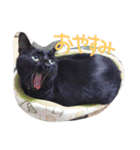 ろろにこにゃん（個別スタンプ：16）