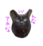 ろろにこにゃん（個別スタンプ：20）