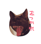 ろろにこにゃん（個別スタンプ：31）