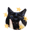 ろろにこにゃん（個別スタンプ：32）