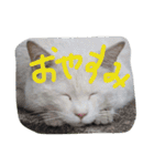 ねこ、ねるね（個別スタンプ：2）