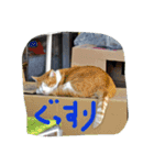 ねこ、ねるね（個別スタンプ：3）