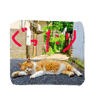 ねこ、ねるね（個別スタンプ：4）