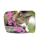 ねこ、ねるね（個別スタンプ：7）