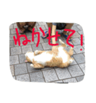 ねこ、ねるね（個別スタンプ：12）