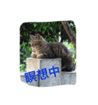 ねこ、ねるね（個別スタンプ：15）