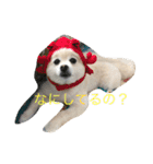 ポメラニアンのソラくん（個別スタンプ：7）