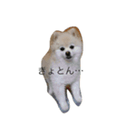 ポメラニアンのソラくん（個別スタンプ：10）