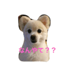ポメラニアンのソラくん（個別スタンプ：11）
