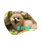 ポメラニアンのソラくん（個別スタンプ：15）