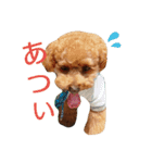 トイプードルのテン（個別スタンプ：7）