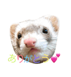 フェレット プーマくん（個別スタンプ：6）