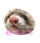 フェレット プーマくん（個別スタンプ：9）