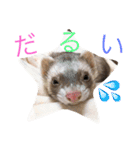 フェレット プーマくん（個別スタンプ：21）