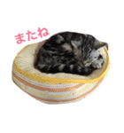 ねここスタンプ2（個別スタンプ：8）