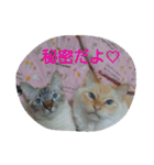 ゆかいなニャンコ〜第2弾〜（個別スタンプ：6）