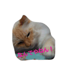 ゆかいなニャンコ〜第2弾〜（個別スタンプ：7）