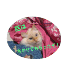 ゆかいなニャンコ〜第2弾〜（個別スタンプ：8）