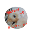ゆかいなニャンコ〜第2弾〜（個別スタンプ：11）