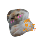 ゆかいなニャンコ〜第2弾〜（個別スタンプ：17）