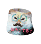 ゆかいなニャンコ〜第2弾〜（個別スタンプ：20）