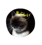 ゆかいなニャンコ〜第2弾〜（個別スタンプ：23）