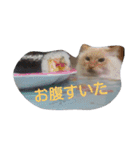 ゆかいなニャンコ〜第2弾〜（個別スタンプ：27）