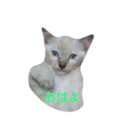 ゆかいなニャンコ〜第2弾〜（個別スタンプ：34）