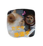 ゆかいなニャンコ〜第2弾〜（個別スタンプ：36）