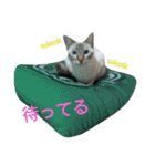 ゆかいなニャンコ〜第2弾〜（個別スタンプ：37）