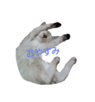 ゆかいなニャンコ〜第2弾〜（個別スタンプ：39）