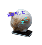 ゆかいなニャンコ〜第2弾〜（個別スタンプ：40）