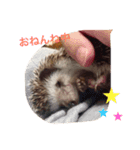 ハリネズミのモカちゃんスタンプ（個別スタンプ：5）