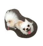 愛犬 チワワ（個別スタンプ：2）