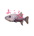 黒島の魚だよ（個別スタンプ：5）