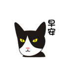 wang wang cat（個別スタンプ：4）